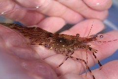 Eucarida