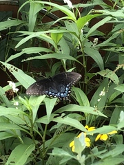 Papilio glaucus