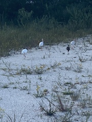 Eudocimus albus