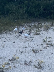 Eudocimus albus