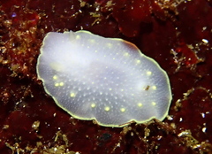 Cadlina
