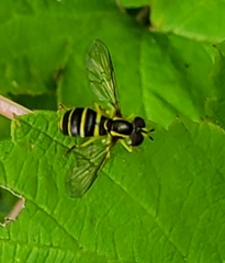 Xanthogramma flavipes
