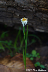 Tigridia mexicana passiflora