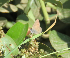 Satyrium saepium provo
