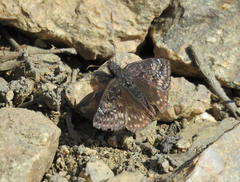 Erynnis persius fredericki