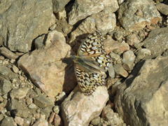 Speyeria callippe harmonia