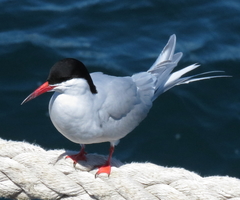 Sterna hirundinacea