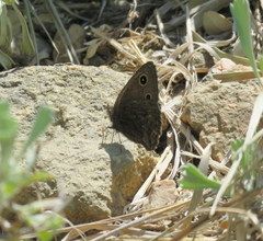 Cercyonis oetus oetus