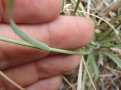 Bouteloua radicosa