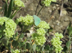 Callophrys affinis affinis