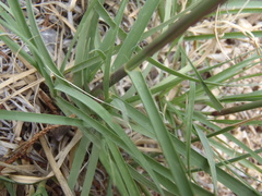 Bouteloua radicosa