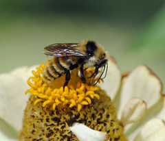 Bombus appositus