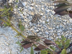 Anaxyrus quercicus