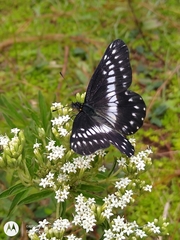 Catasticta flisa flisa