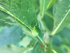 Neolasioptera vernoniae