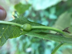 Neolasioptera vernoniae