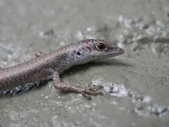 Emoia concolor