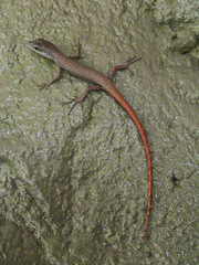 Emoia concolor