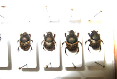 Onthophagus vacca