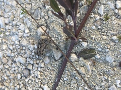 Anaxyrus quercicus