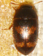 Litargus tetraspilotus