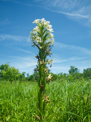 Platanthera leucophaea