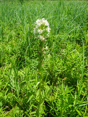 Platanthera leucophaea