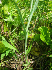 Platanthera leucophaea
