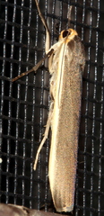 Palaeosia