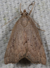 Cutina albopunctella