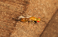 Megastigmidae