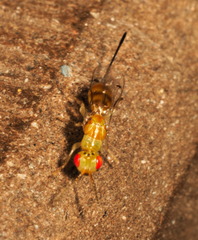 Megastigmidae