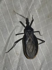 Triatoma recurva