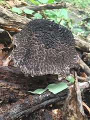 Strobilomyces confusus
