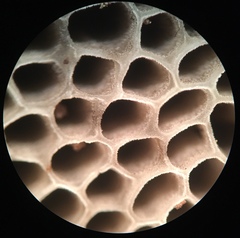 Strobilomyces confusus