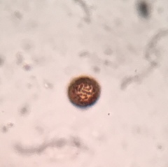 Strobilomyces confusus