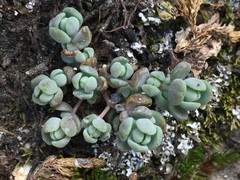 Sedum debile