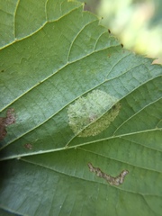 Phyllonorycter tiliacella