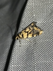 Diptychophora harlequinalis