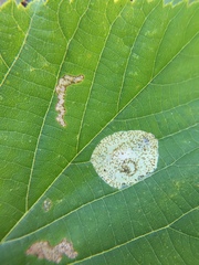 Phyllonorycter tiliacella