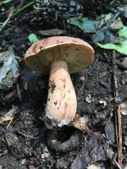 Lactarius mutabilis