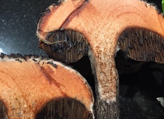 Strobilomyces confusus