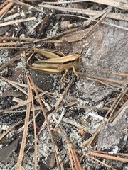 Dichromorpha elegans