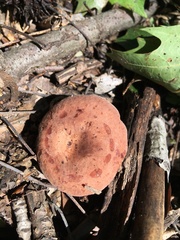 Lactarius mutabilis