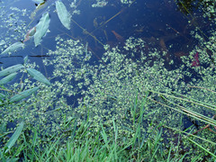 Callitriche heterophylla