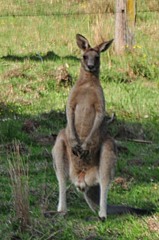 Macropus giganteus