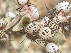 Codophila varia