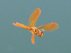 Perithemis tenera