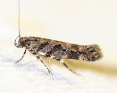 Aristotelia rubidella