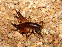 Penalva flavocalceata